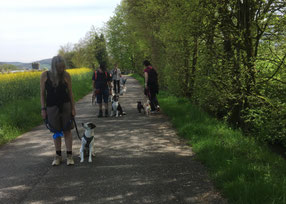 Namida Hundeschule