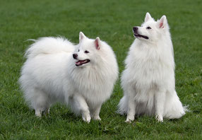 Witte Keeshond