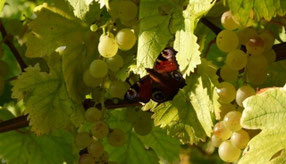Schmetterling zwischen Weintrauben und Blättern