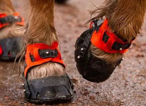 Flex Hoof Boots in orange am Huf in Bewegung - Barhufmobil - Aila Tolke - Hufpflege - Thüringen - Bayern