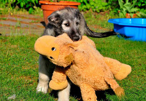 grosse Liebe Carla