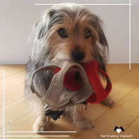 geschirrthek, hundegeschirr, hundegeschirr ausleihen, hundeschule salzburg, hundetraining österreich, tiertraining diamant, hundeschule für kleine hunde