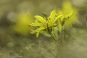 Felsen-goldstern (Gagea bohemica ssp. saxatisalis