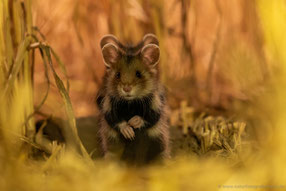 Vierohrhamster :-)