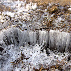 土壌中の水分の凍結が植物に与える影響