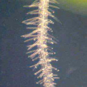 土壌中の水分の凍結が植物に与える影響