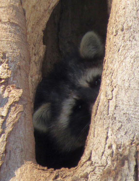 Waschbär in einer Waldkauzhöhle. Foto: Karsten Peterlein