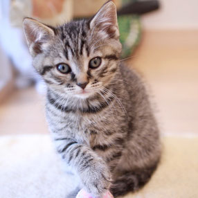 マンチカン　子猫　グレー