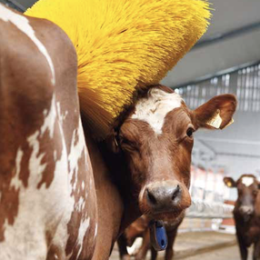 Agro-Widmer Stalleinrichtungen und Silos - Kuhbürste DeLaval