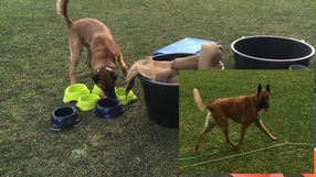 Futterbeutelarbeit, Longieren,  Anja Niederberger, Hundeschule Namida