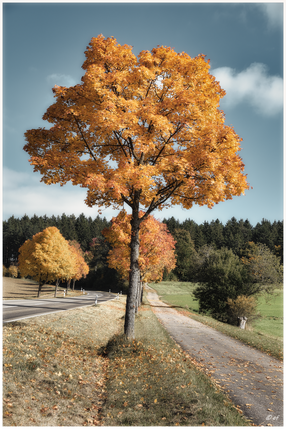 Herbstlich bunter Ahorn