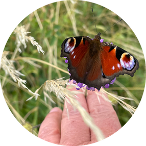 Tagpfauenauge, Schmetterling auf Wiesenwitwenblume