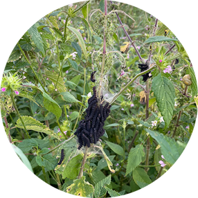 Raupen auf Brennnessel, naturnaher Garten