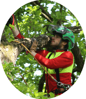 Ein Mitarbeiter bei der Baumpflege in Köln