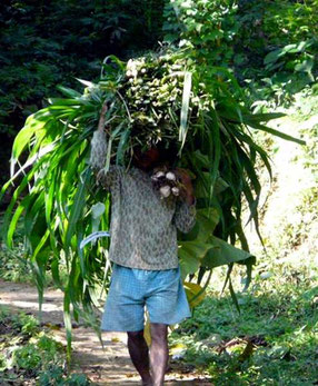 farmer with cow-food