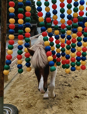 Neugierig wie er ist, läuft Islandpferd Helgi beherzt durch den bunten Bällevorhang. Der Kopf und ein Ohr sind schon durch, der Rest des Ponys wird gleich folgen