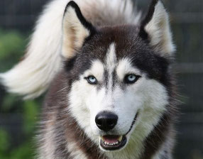 Schwarzer Huskyhund mit weißen Kopf und Schwanz und blauen Augen.