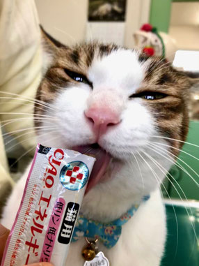 副反応と副作用/長谷川動物病院