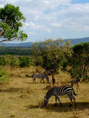 Maasai Mara Reserve near Nairobi, kenya. Dante Harker