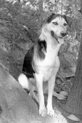 "Bonnie", mein bester (tierischer) Freund in Kindertagen. Um 1984 mit der "Boy" fotografiert, danach im Fotolabor meiner Schule entwickelt und abgezogen - mit deutlich sichtbaren "Anfängerspuren" auf dem Fotopapier