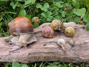 Foto: (K. Geilen) Schneckenvielfalt