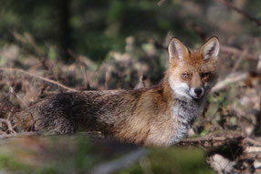 Rotfuchs auf morgendlichen Streifzug - Foto: Uwe Müller (NABU Untertaunus)