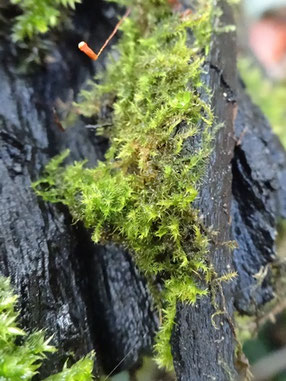 Amblystegium serpens, Lorraine (photo Ugo)