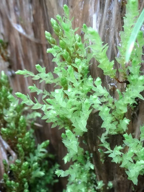 Pohlia wahlenbergii var. glacialis, Sancy (photo Ugo)