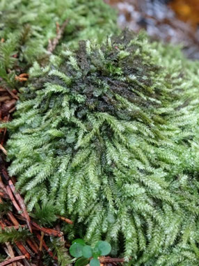 Pseudotaxiphyllum elegans, Vosges (photo Ugo)