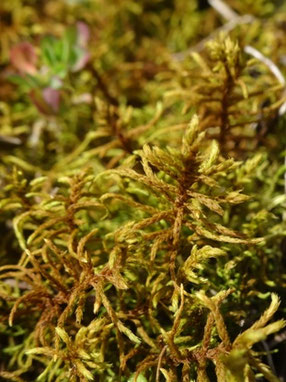 Abietinella abietina, Plateau du Barrois (photo Ugo)