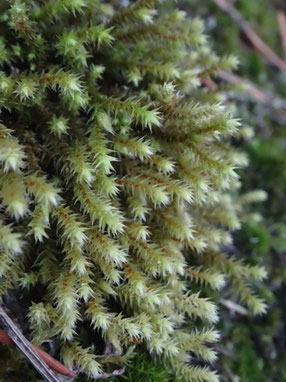 Hedwigia ciliata, Piémont Alsace (photo Ugo)