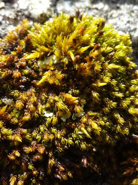 Andreaea rupestris, Hautes-Vosges (photo Ugo)
