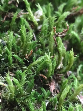 Grimmia hartmannii, Massif des Vosges (photo Ugo)