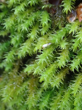 Anomodon viticulosus, Lorraine (photo Ugo)