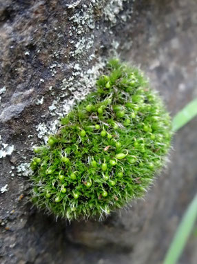 Grimmia pulvinata, Alsace centrale (photo Ugo)