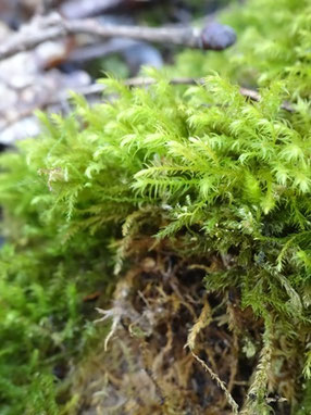 Anomodon longifolius, Vallée du Lys (photo Ugo)