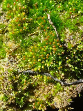 Pseudephemerum nitidum, Lorraine (photo Ugo)