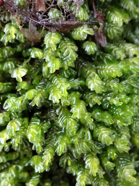 Plagiochila porelloides, Vosges (photo ugo)
