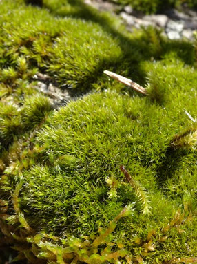 Grimmia trichophylla, piémont vosgien (photo Ugo)