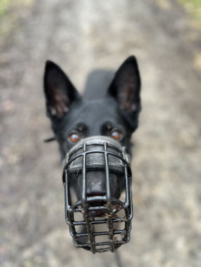 Aggressionsverhalten beim Hund trainieren bei Rundum Glückshund in Bergisch Gladbach