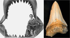 Kiefer (Foto links: phys.org) und Megalodon-Zahnfossil (Foto rechts: univie.ac.at)