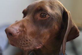 Foto eines Kopfes eines mittelbraunen Hundes mit sehr glattem Fell und hängenden Ohren. Der Hund schaut eher unglücklich aus. Hintergrund verschwommen und daher nicht erkennbar.