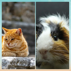 2 Fotos: Links 1 orangener Kater, rechts 1 weiß, schwarz, braunes Meerschweinchen.