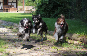 Hundesitting Schaffhausen, Tagesbetreuung