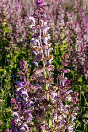 I borghi della Lavanda: Sault