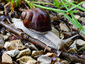 Weinbergschnecken können bis zu 7 Jahren alt werden / Weinbergschnecken sind Nützlinge die keinen großen Schaden anrichten. Sie stehen zudem unter Schutz 