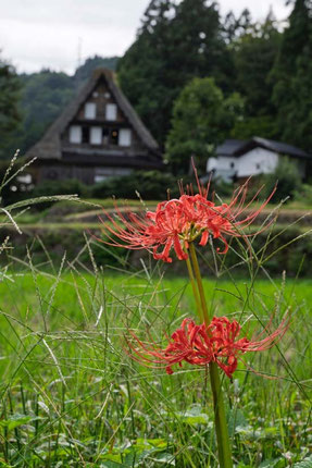 「朱に宿る故郷」