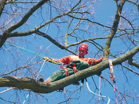 Sicherung im Baum