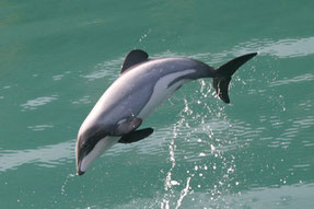 avistamiento de cetaceos y pesca