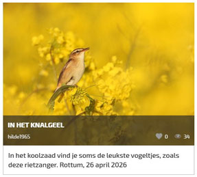 Mooiste foto Vroege Vogels